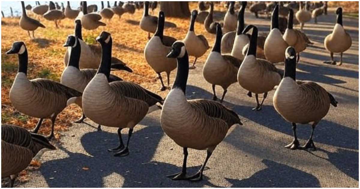 এআই নির্মিত চিত্রে সড়কে হাঁসের ঝাঁক। ছবি: গ্রোক